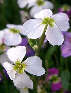 Malcolmia maritima3.jpg