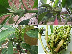 Mango Buds infected by Fusarium mangiferae.jpg