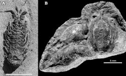 Mangrullo Formation pygocephalomorph fossils 2.jpg