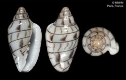 Marginella mirandai (MNHN-IM-2000-26625).jpeg