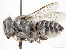 Megachile leucopogon f.jpg