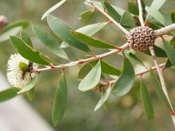 Melaleuca globifera (2).JPG