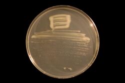 Mesorhizobium japonicum strain MAFF303099 on TY agar (clean).jpg