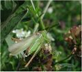 Metrioptera bicolor forma diluta m 10941.jpg