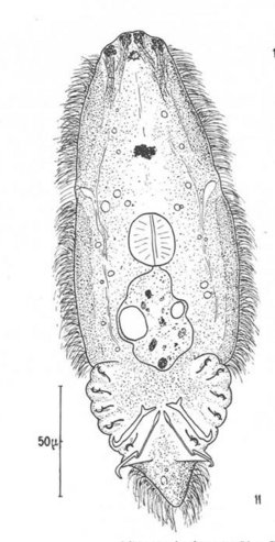 Microcotyle donavini (Microcotylidae) Oncomiracidium (Euzet & Marc).png