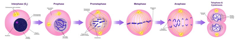 File:Mitosis Stages.svg