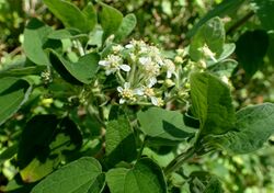 Montanoa tomentosa xanthiifolia kz4.jpg