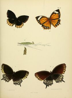 MooreThe Lepidoptera of CeylonPlate13.jpg