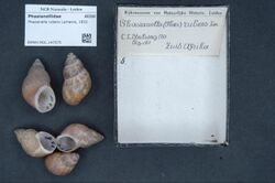 Naturalis Biodiversity Center - RMNH.MOL.147075 - Phasianella rubens Lamarck, 1822 - Phasianellidae - Mollusc shell.jpeg