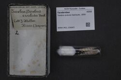 Naturalis Biodiversity Center - RMNH.MOL.226663 - Terebra evoluta Deshayes, 1859 - Terebridae - Mollusc shell.jpeg