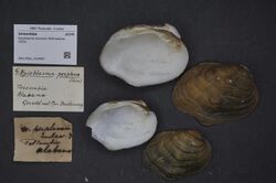 Naturalis Biodiversity Center - ZMA.MOLL.419400 - Epioblasma torulosa (Rafinesque, 1820) - Unionidae - Mollusc shell.jpeg