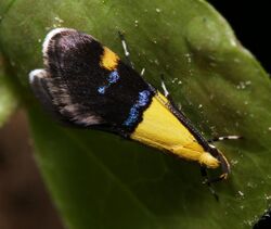 Oecophora bractella sarefo.jpg