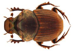 Onthophagus (s.str.) rectecornutus Lansberge, 1883 male (4891372344).jpg