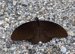 Open wing position of Papilio castor Westwood, 1842 – Common Raven.jpg