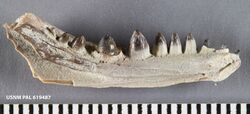 Opisthodontosaurus carrolli Reisz et al., 2015.jpg