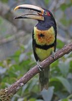 Pale-mandibled Aracari 1 JCB.jpg