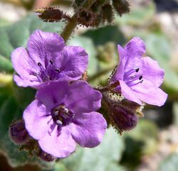 Phacelia calthifolia 4.jpg