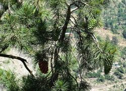 Pinus gerardiana India18.jpg