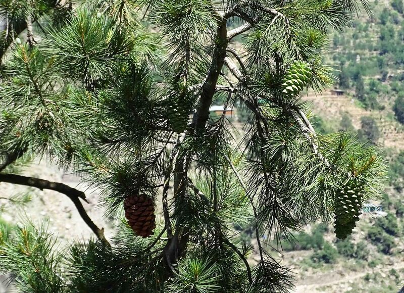 File:Pinus gerardiana India18.jpg