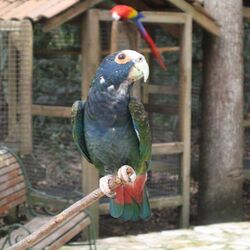 Pionus senilis -Macaw Mountain Bird Park, Honduras-8b-4c.jpg