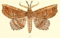 Pl.6-03-Acharya crassicornis Moore, 1882.JPG