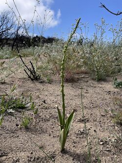 Platanthera Cooperi.jpg