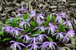 Pleione formosana 3.jpg