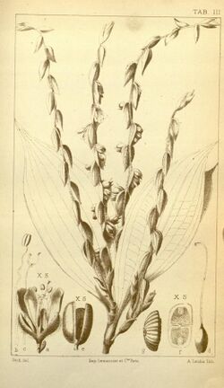 Polyspatha paniculata CB Clarke Monographiae Phaneorogamarum Tab 3.jpeg