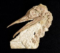 Pseudocrypturus Smithsonian fossil.jpg