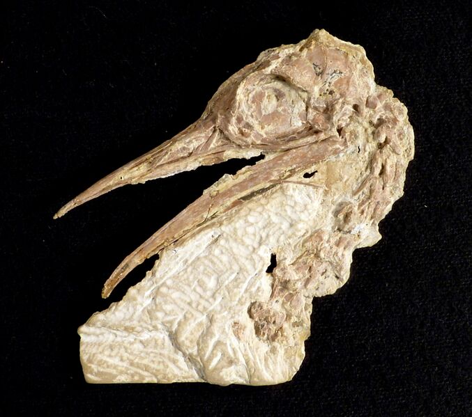 File:Pseudocrypturus Smithsonian fossil.jpg