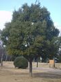 Quercus myrsinaefolia in Gwangju.JPG