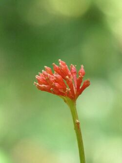 Rauvolfia serpentina in Kudayathoor.jpg