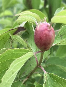 Resseliella clavula gall.jpg