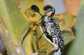 Rhipicera carinata - beetle 2.jpg