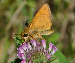 Sachem (Atalopedes campestris) (7736873514).jpg