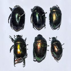 Scarabaeidae - Macraspis lucida.JPG