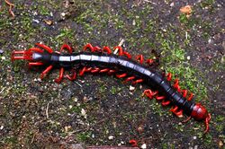 Scolopendra subspinipes japonica.jpg