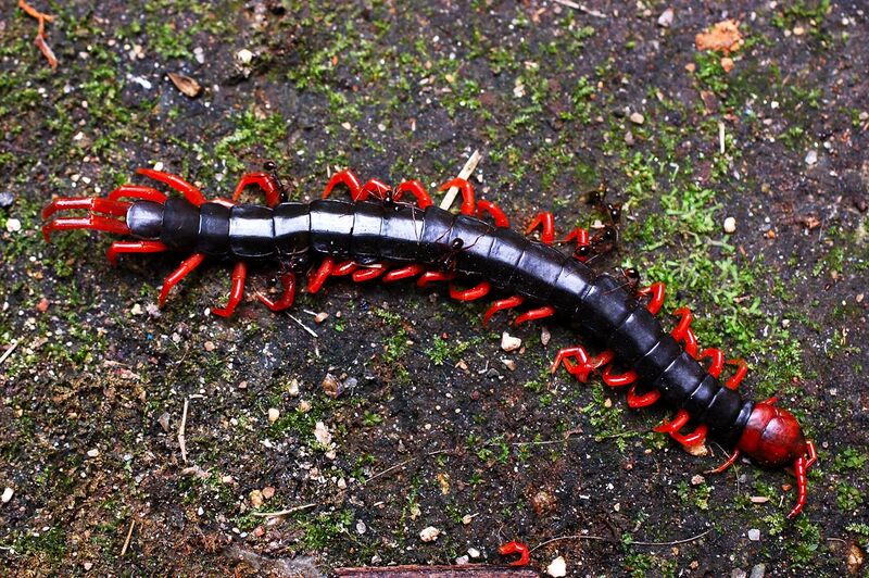 File:Scolopendra subspinipes japonica.jpg