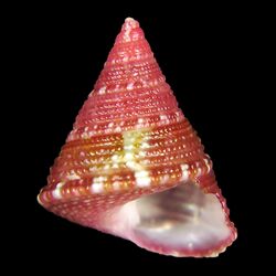 Seashell Jujubinus geographicus.jpg