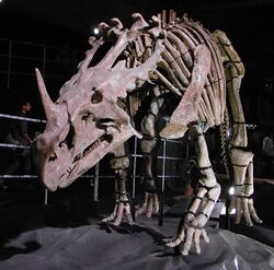 Sinoceratops skeleton.jpg