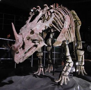 Sinoceratops skeleton.jpg