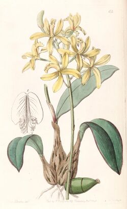 Sophronitis crispata (as Laelia flava) - Edwards vol 28 (NS 5) pl 62 (1842).jpg