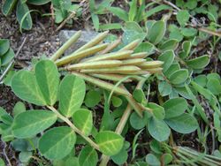 Starr-081230-0517-Indigofera spicata-seedpods-Honokanaia-Kahoolawe (24809008952).jpg