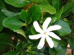 Starr 070221-4645 Gardenia sp..jpg