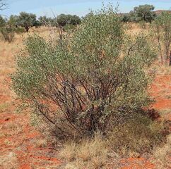 Stylobasium spathulatum plant.jpg