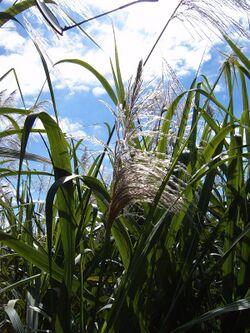 Sugarcane flowering.JPG