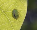 Sweetpotato tortoise beetle (22197035294).jpg