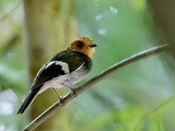 Taeniotriccus andrei - Black-chested Tyrant (male), Parauapebas, Pará, Brazil.jpg