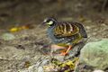 Taiwan partridge (Arborophila crudigularis).jpg