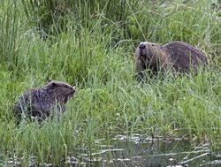 Beaver and kit by a river